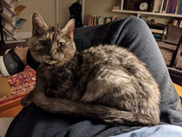 Jem the Cat at home on the author's lap