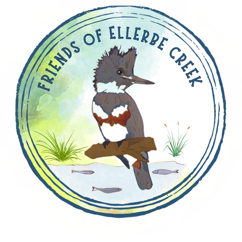 Banded Kingfisher under header of Friends of Ellerbe Creek